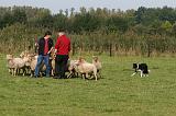 BORDER COLLIE - MOUTONS 002